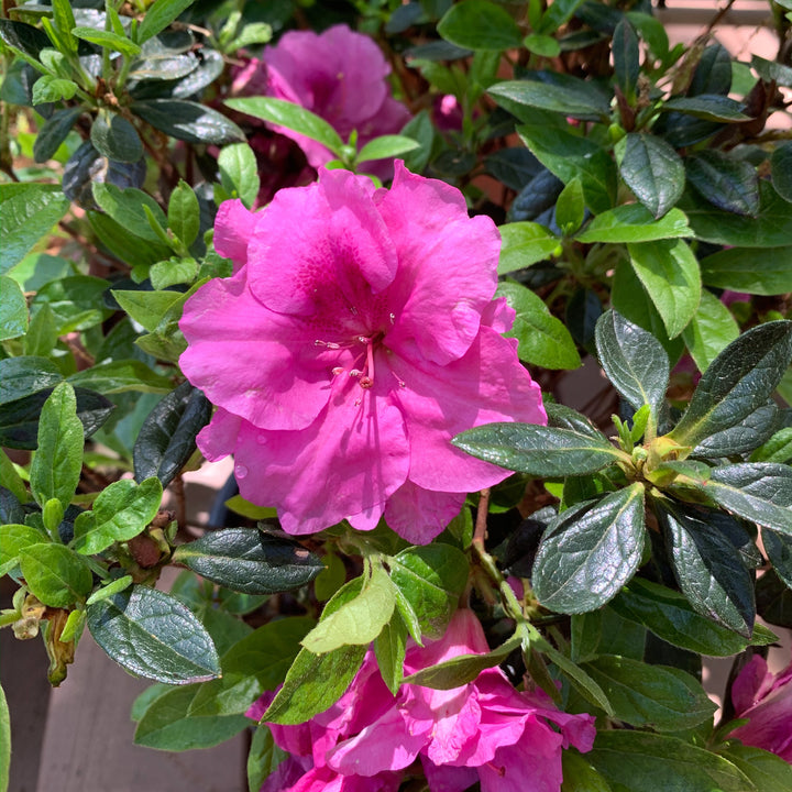 Rhododendron x ‘MNIHAR026’ PP24,384 ~ Echo® Purple Fusion Azalea-ServeScape