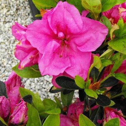 Rhododendron x ‘MNIHAR026’ PP24,384 ~ Echo® Purple Fusion Azalea-ServeScape