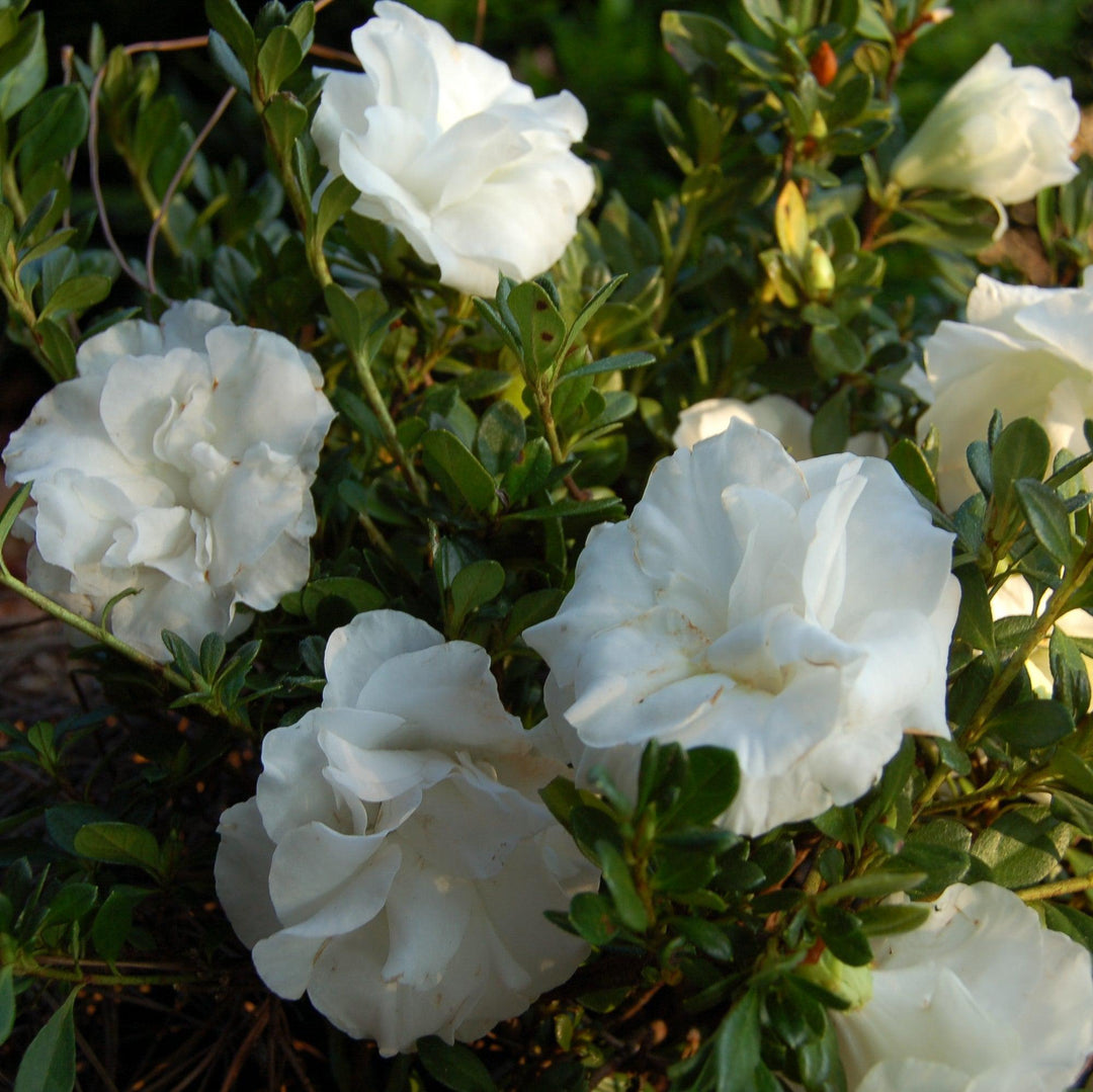 Rhododendron x 'Hardy Gardenia' ~ Echo® Snowball Azalea-ServeScape