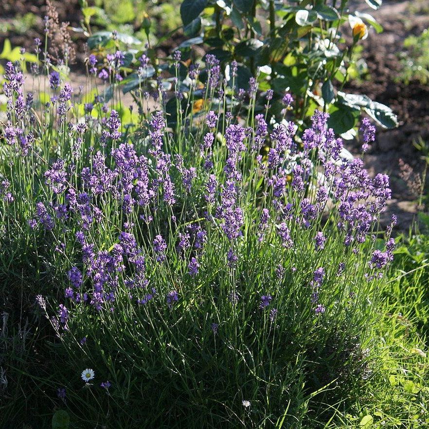 Lavandula angustifolia 'Thumbelina Leigh' ~ Thumbelina Leigh English Lavender-ServeScape