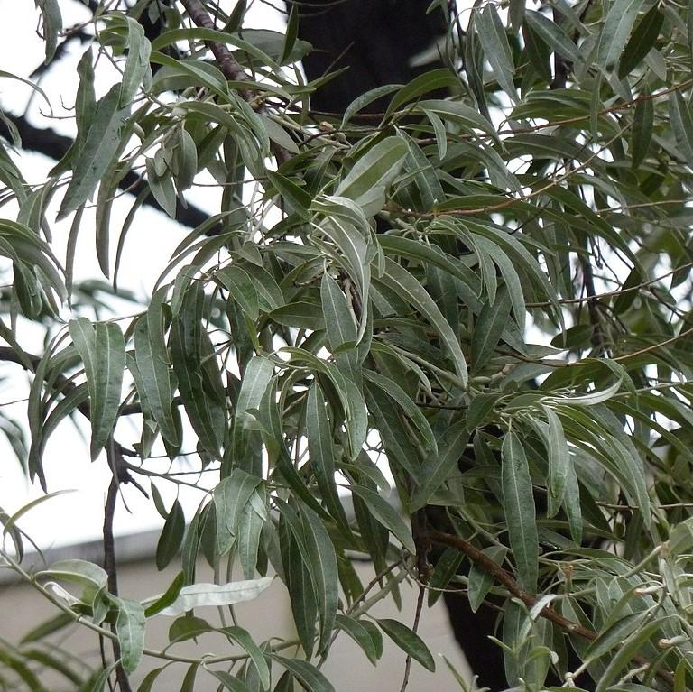 Elaeagnus angustifolia ~ Russian Olive-ServeScape