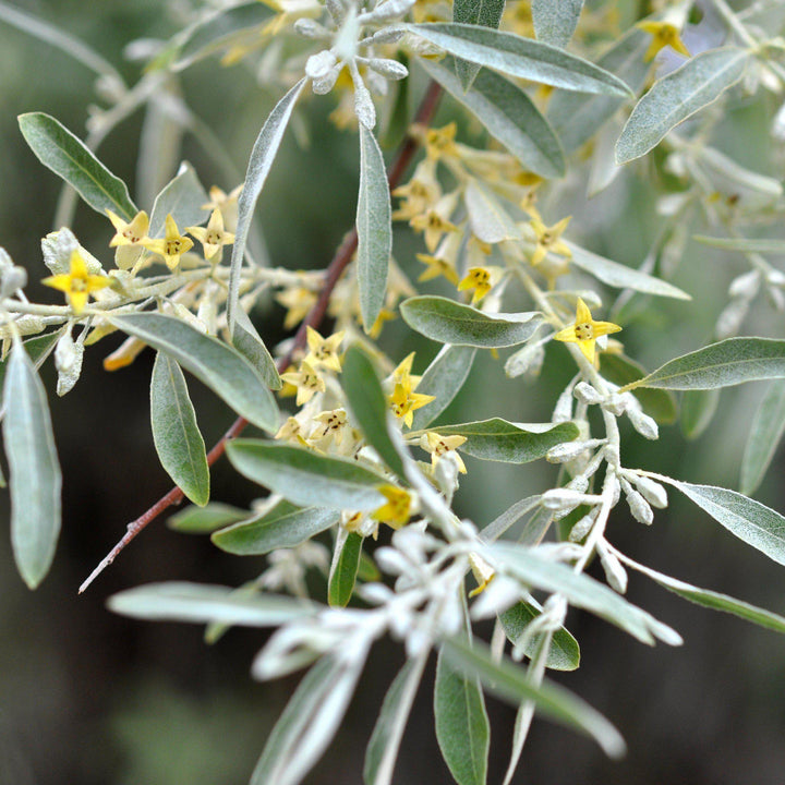 Elaeagnus angustifolia  ~ Russian Olive - Delivered By ServeScape