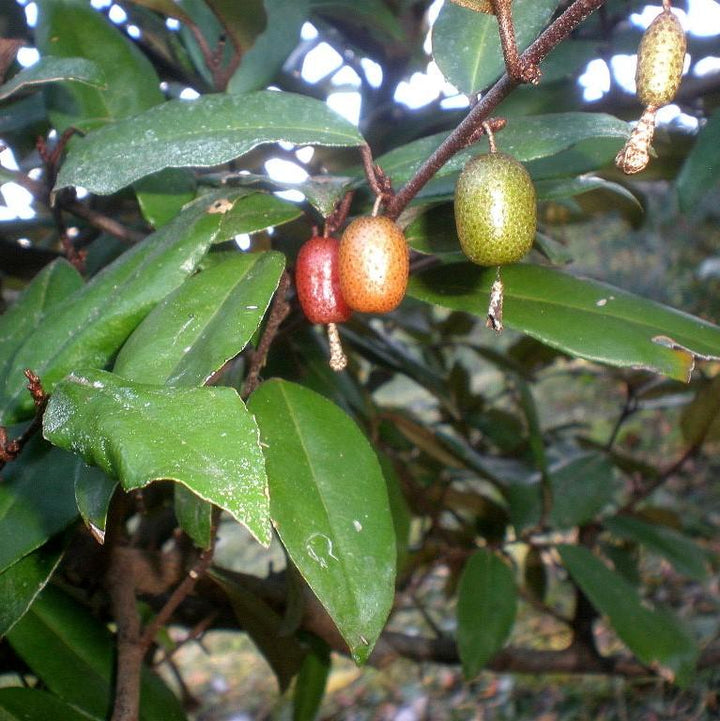 Elaeagnus x ebbingei ~ Ebbinge's Silverberry, Oleaste-ServeScape