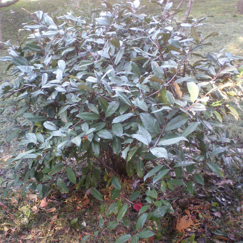 Elaeagnus x ebbingei ~ Ebbinge's Silverberry, Oleaste-ServeScape