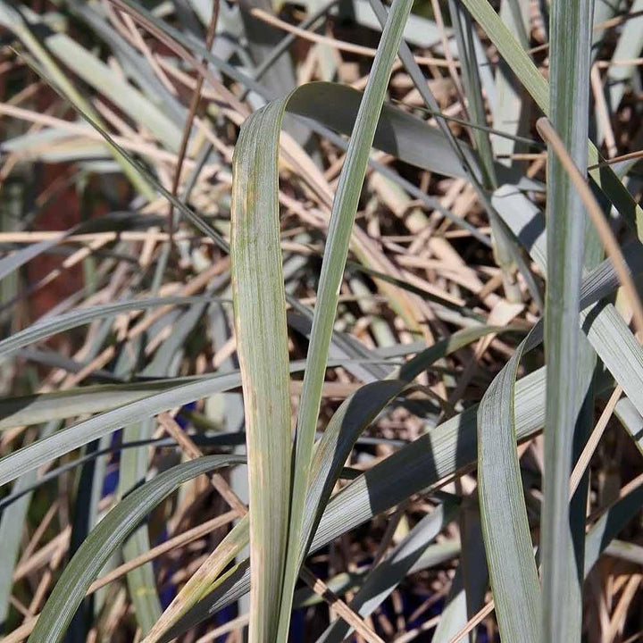 Elymus arenarius 'Blue Dune' ~ Blue Dune Lyme Grass-ServeScape