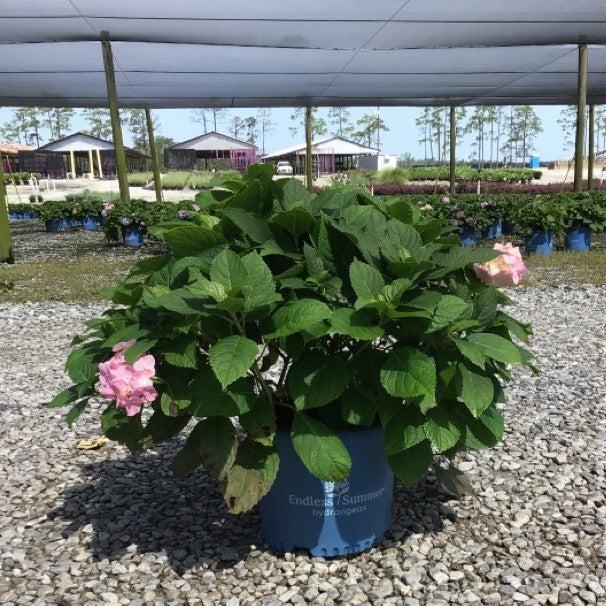 Hydrangea macrophylla 'Blushing Bride' ~ Endless Summer® Blushing Bride® Hydrangea-ServeScape