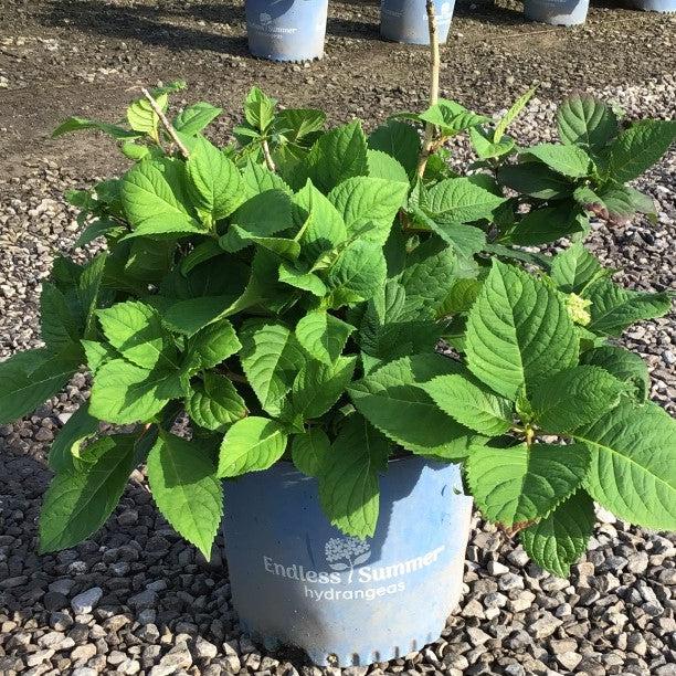 Hydrangea macrophylla 'PIIHM-I' ~ Endless Summer® Twist N Shout™ Hydrangea-ServeScape