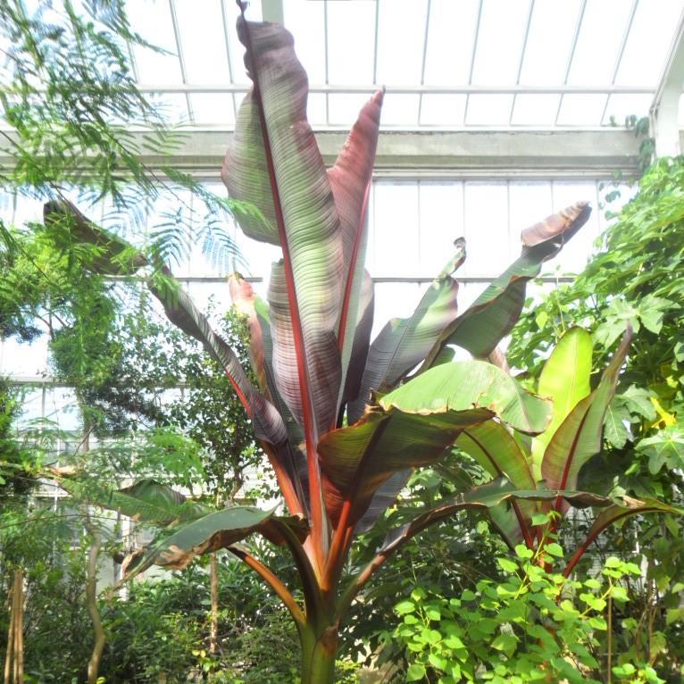 Ensete ventricosum 'Maurelii ~ Red Banana-ServeScape