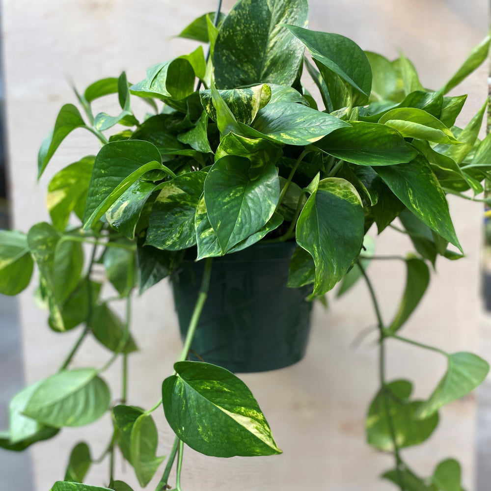 Epipremnum aureum ~ Pothos, Money Plant-ServeScape