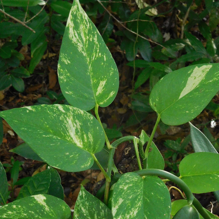 Epipremnum aureum ~ Pothos, Money Plant-ServeScape