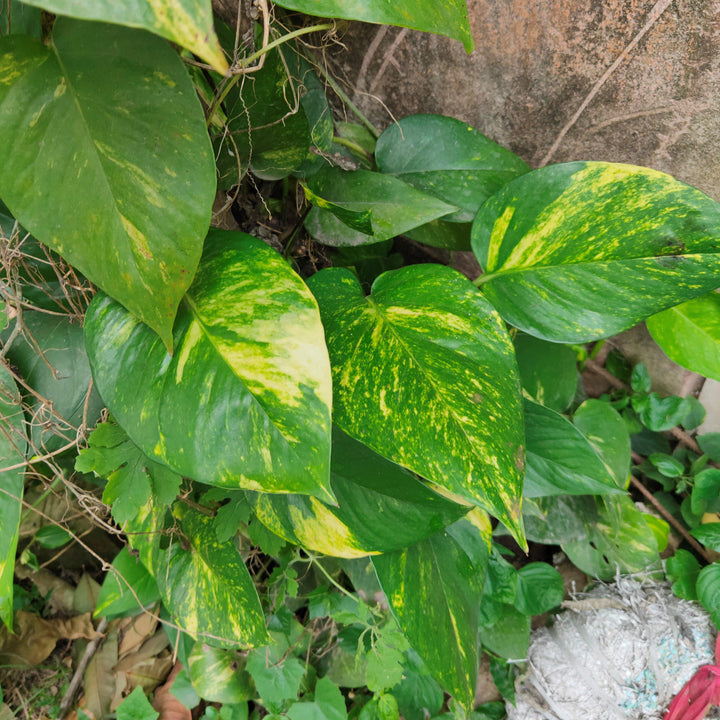 Epipremnum aureum ~ Pothos, Money Plant-ServeScape