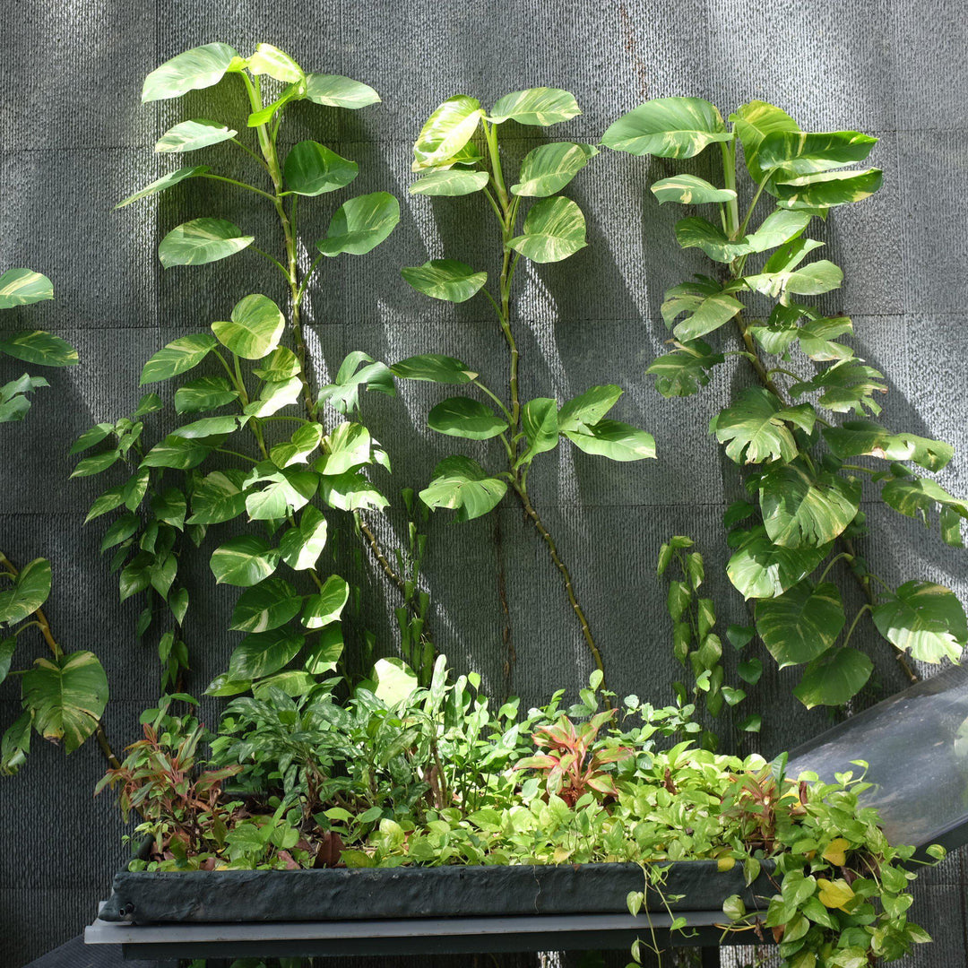 Epipremnum aureum ~ Pothos, Money Plant-ServeScape