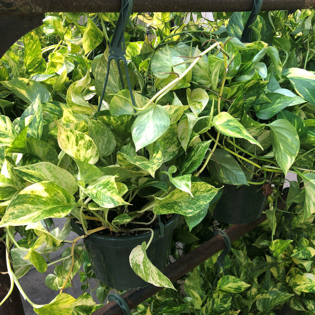 Epipremnum aureum ~ Pothos, Money Plant-ServeScape