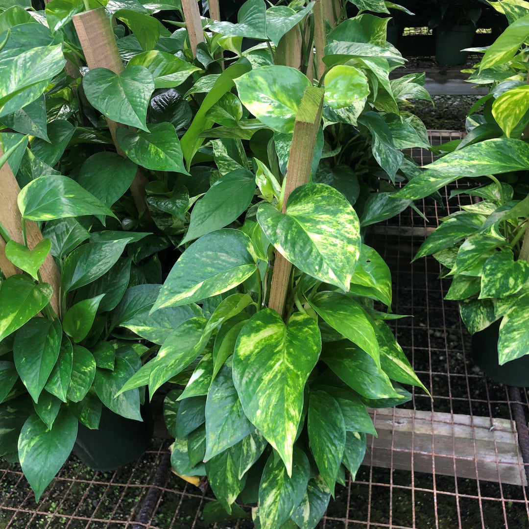 Epipremnum aureum ~ Pothos, Money Plant-ServeScape