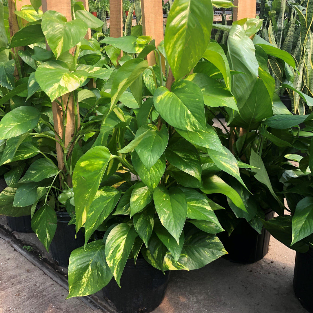 Epipremnum aureum ~ Pothos, Money Plant-ServeScape