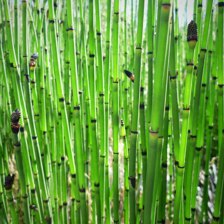 Equisetum hyemale ~ Rough Horsetail, Scouring Rush - Delivered By ServeScape