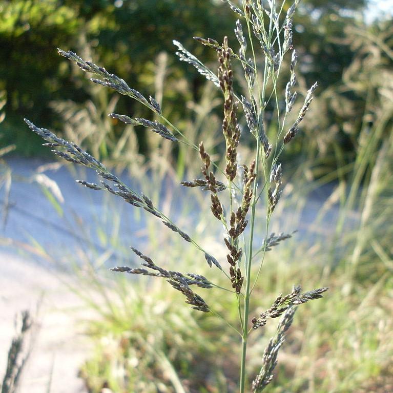 Eragrostis curvula ~ Weeping Love Grass-ServeScape