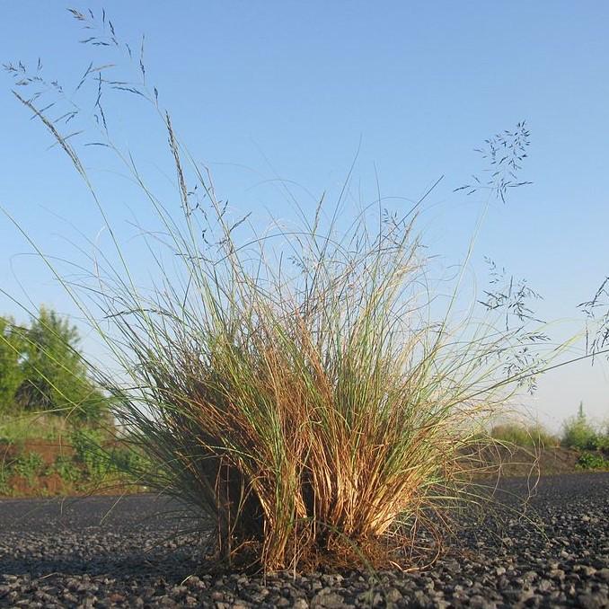 Eragrostis curvula ~ Weeping Love Grass-ServeScape