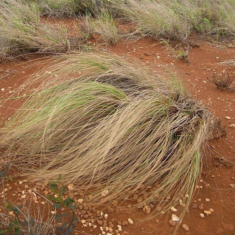 Eragrostis curvula ~ Weeping Love Grass-ServeScape