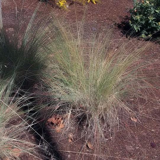 Eragrostis elliottii 'Wind Dancer' ~ Wind Dancer Love Grass-ServeScape