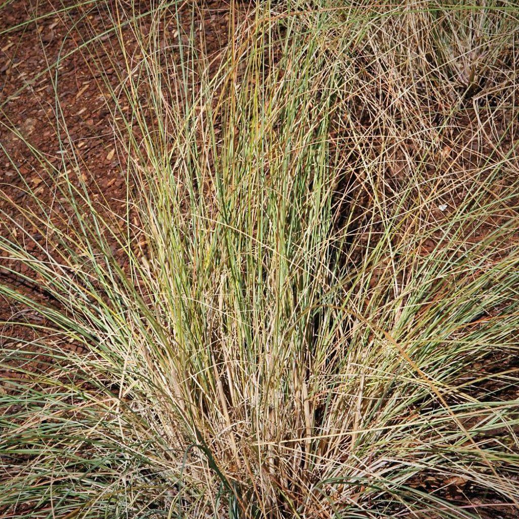 Eragrostis elliottii 'Wind Dancer'  ~ Wind Dancer Love Grass - Delivered By ServeScape