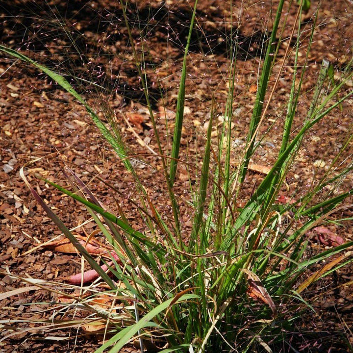 Eragrostis spectabilis ~ Purple Lovegrass - Delivered By ServeScape