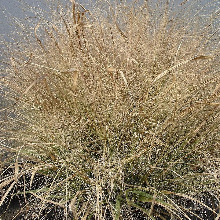 Eragrostis spectabilis ~ Purple Lovegrass-ServeScape