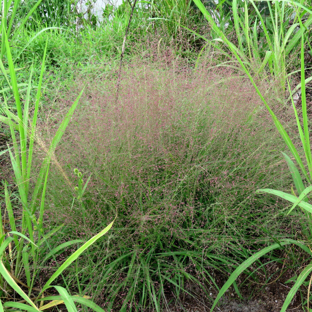 Eragrostis spectabilis ~ Purple Lovegrass-ServeScape