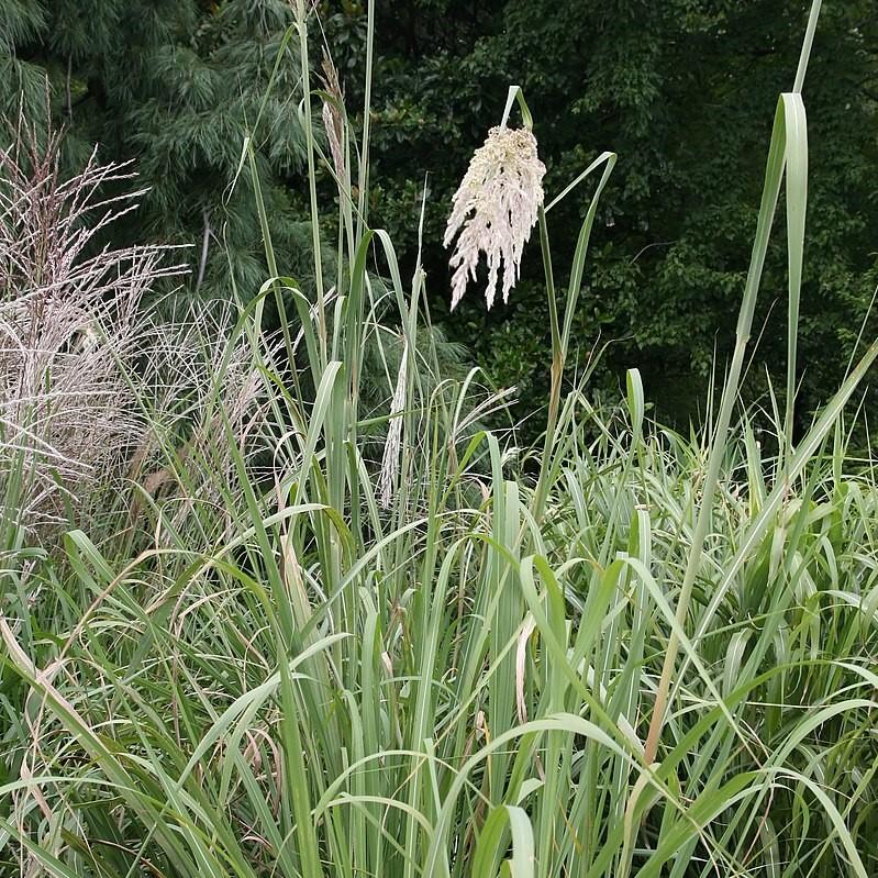 Erianthus ravennae ~ Hardy Pampas Grass, Ravenna Grass-ServeScape