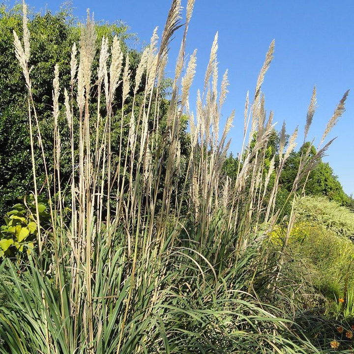 Erianthus ravennae ~ Hardy Pampas Grass, Ravenna Grass-ServeScape