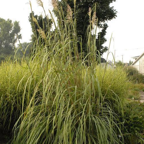 Erianthus ravennae ~ Hardy Pampas Grass, Ravenna Grass - Delivered By ServeScape