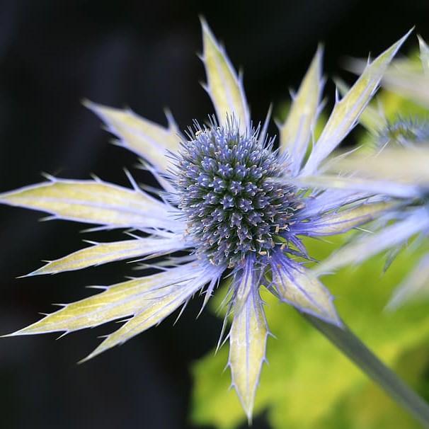 Eryngium x zabellii 'Neptune's Gold' PP27092 ~ Neptune's Gold Sea Holly - Delivered By ServeScape