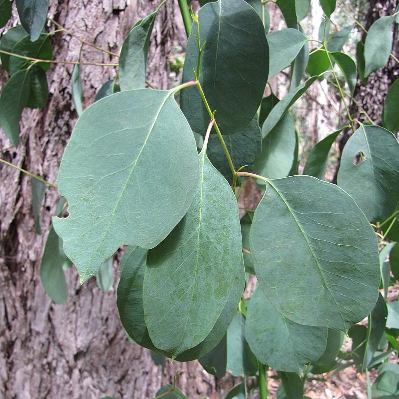 Eucalyptus neglecta 'Big O' ~ Big O Eucalyptus Tree-ServeScape