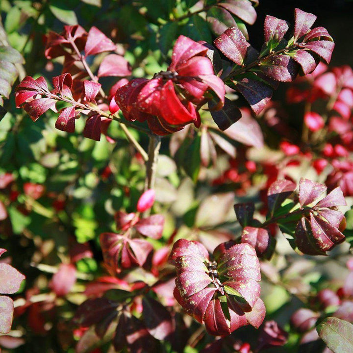 Euonymus alatus 'Compactus' ~ Dwarf-Winged Burning Bush - Delivered By ServeScape