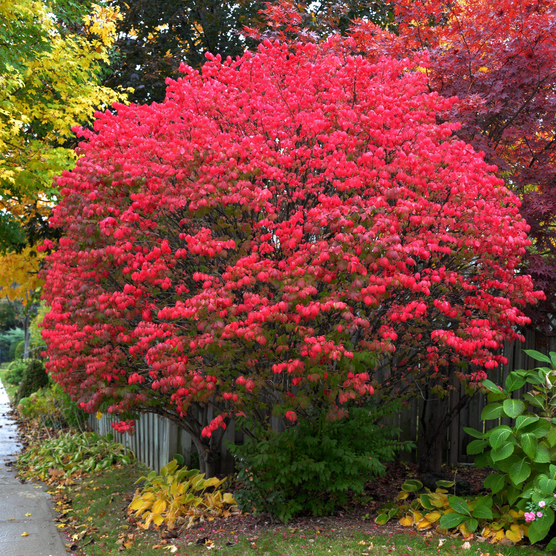 Euonymus alatus ‘Select’ ~ Fire Ball® Burning Bush - Delivered By ServeScape