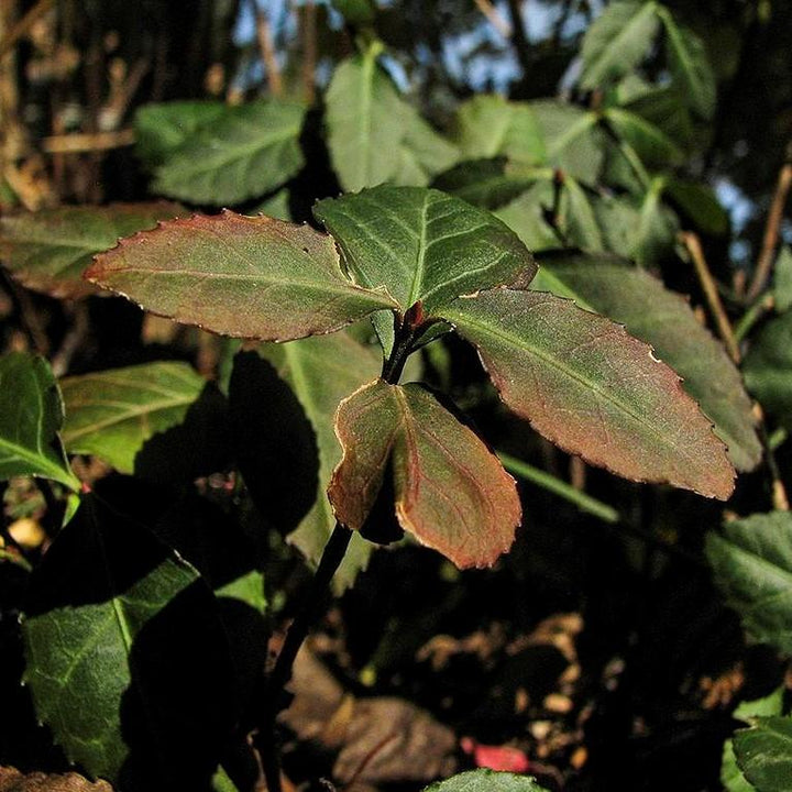 Euonymus fortunei 'Coloratus' ~ Coloratus Euonymus, Wintercreeper-ServeScape