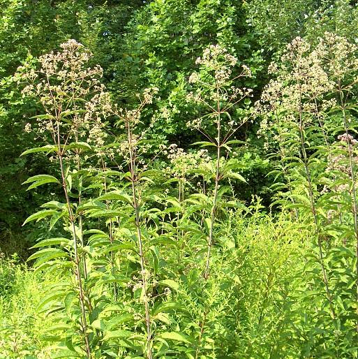 Eupatoriadelphus fistulosa ~ Hollow Stem Joe Pye Weed-ServeScape