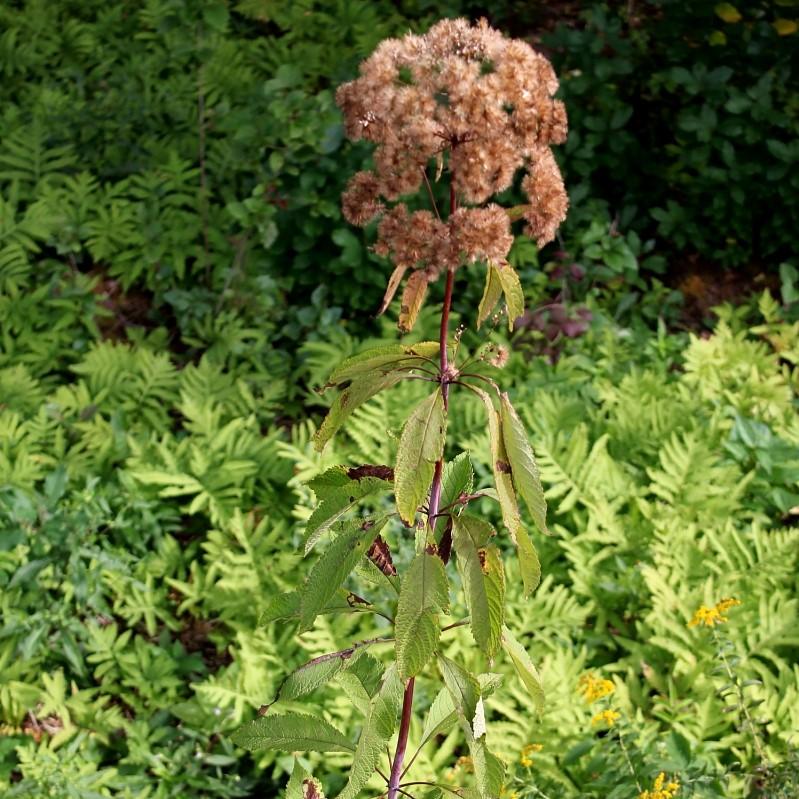 Eupatoriadelphus fistulosa ~ Hollow Stem Joe Pye Weed-ServeScape