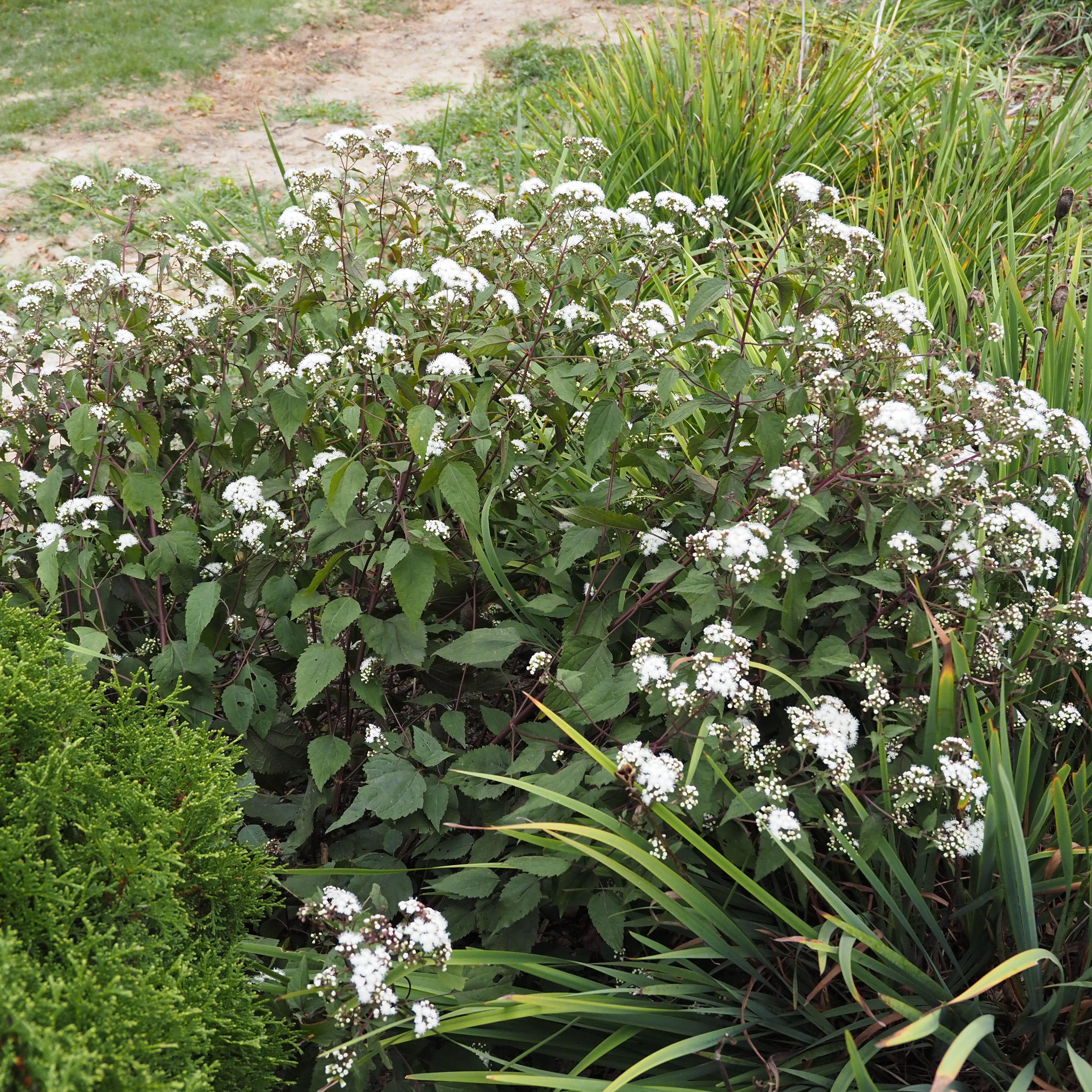 Eupatorium Rugosum Chocolate White Snakeroot