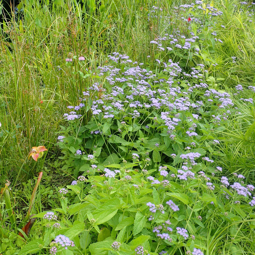 Eupatorium coelestinum ~ Blue Mistflower-ServeScape