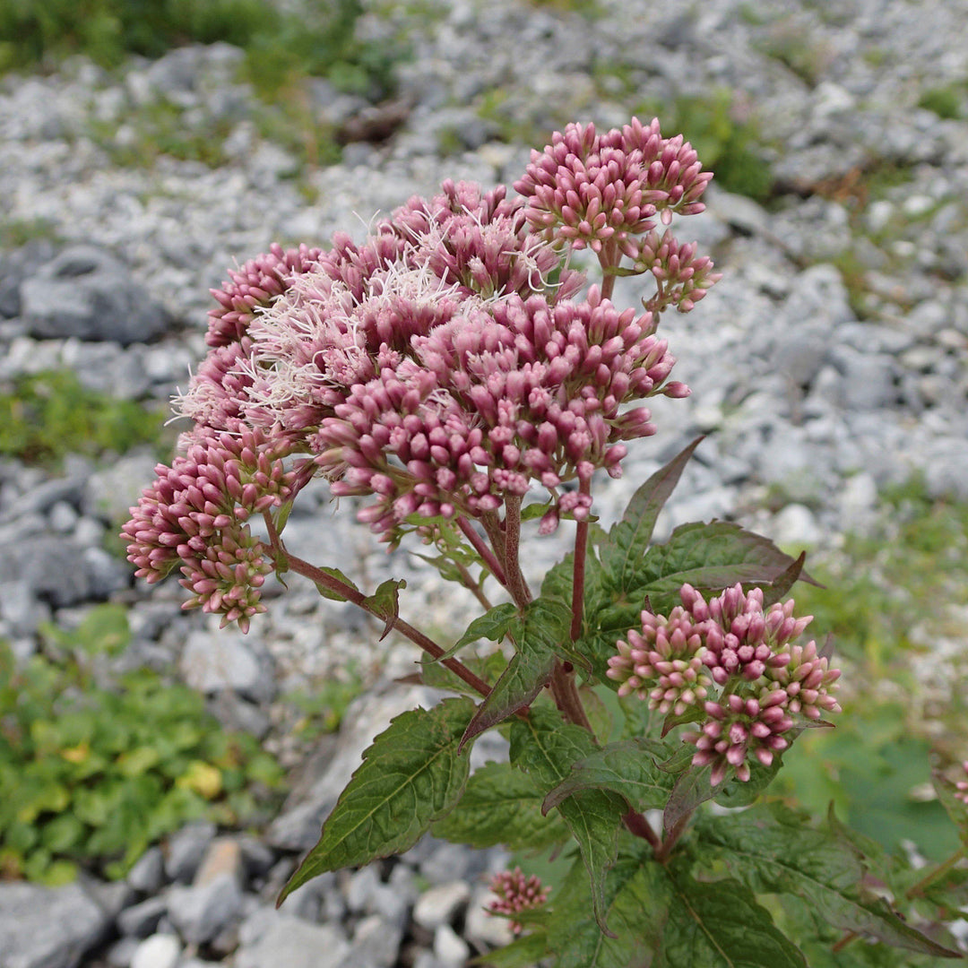 Eupatorium dubium ~ Coastal Plain Joe Pye Weed - Delivered By ServeScape