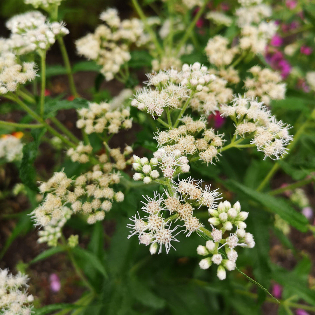 Eupatorium perfoliatum ~ American Boneset-ServeScape