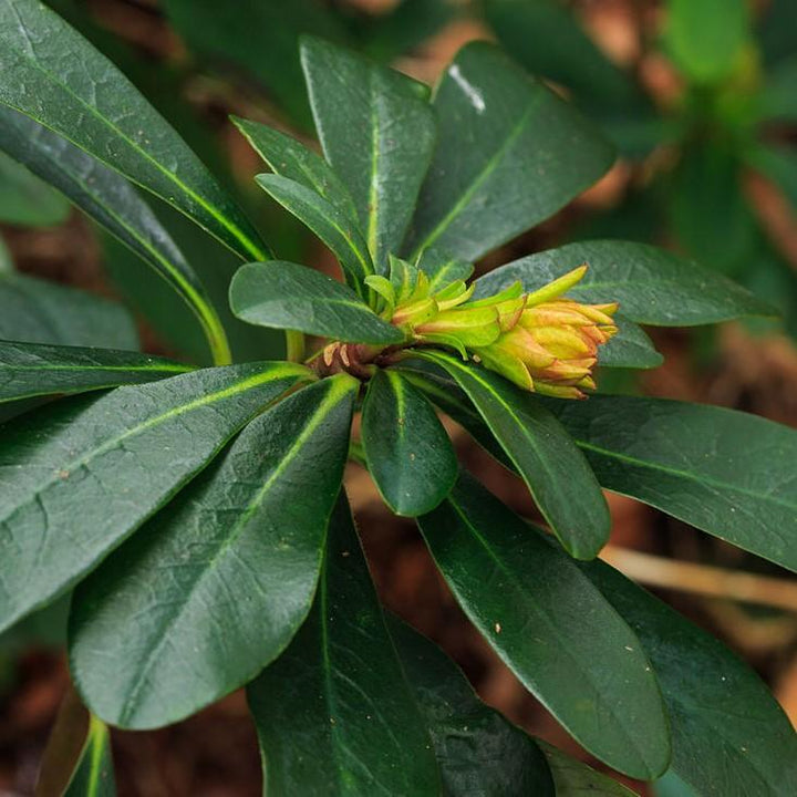 Euphorbia amygdaloides var. robbiae ~ Wood Spurge-ServeScape