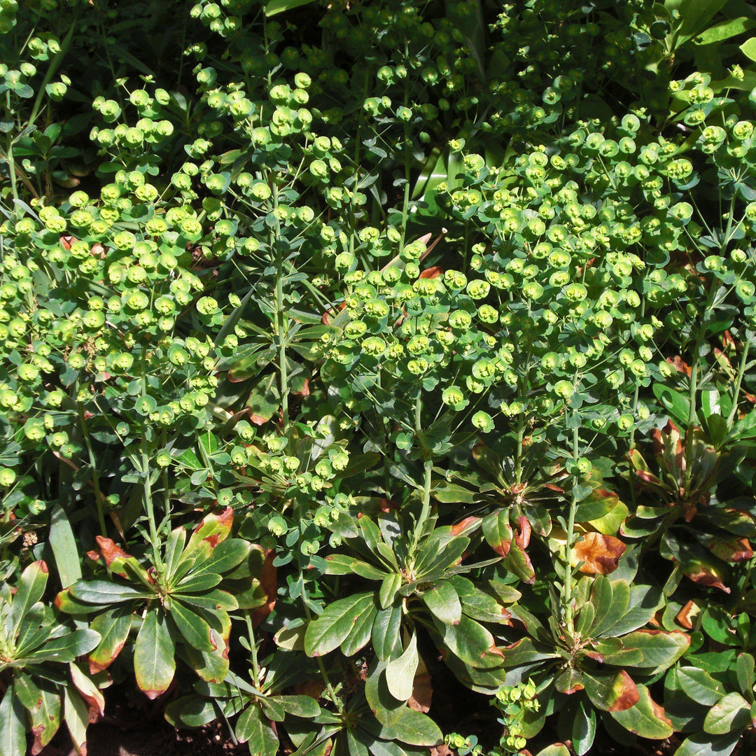 Euphorbia amygdaloides var. robbiae ~ Wood Spurge-ServeScape