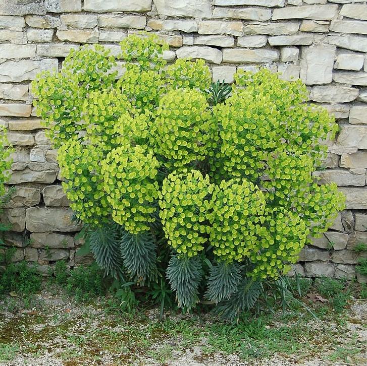Euphorbia characias ssp. wulfenii 'Shorty' PP19808 ~ Dwarf Spurge, Shorty Euphoriba