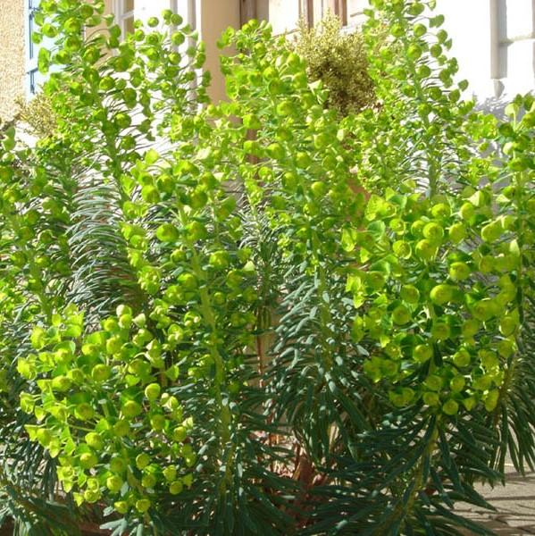 Euphorbia characias ssp. wulfenii 'Shorty' PP19808 ~ Dwarf Spurge, Shorty Euphoriba