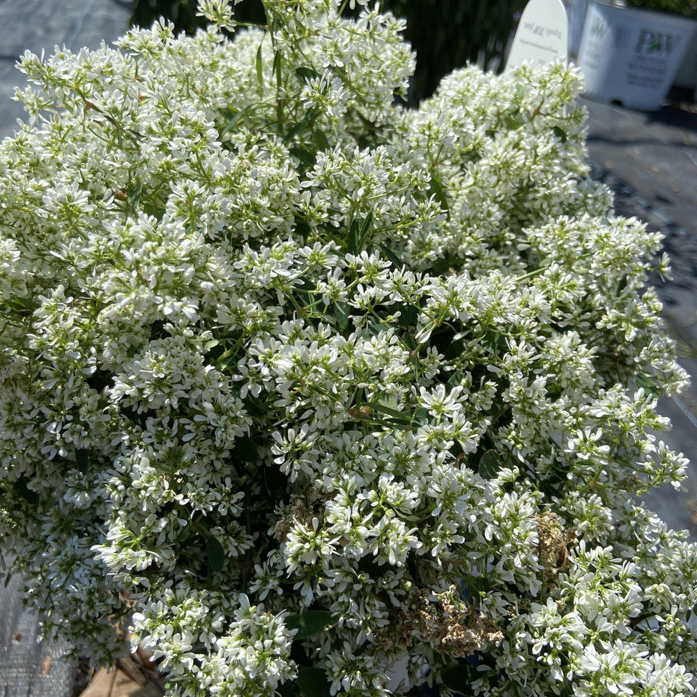 Euphorbia hybrid 'IInchadiacl' ~ Diamond Snow® Euphorbia - Delivered By ServeScape