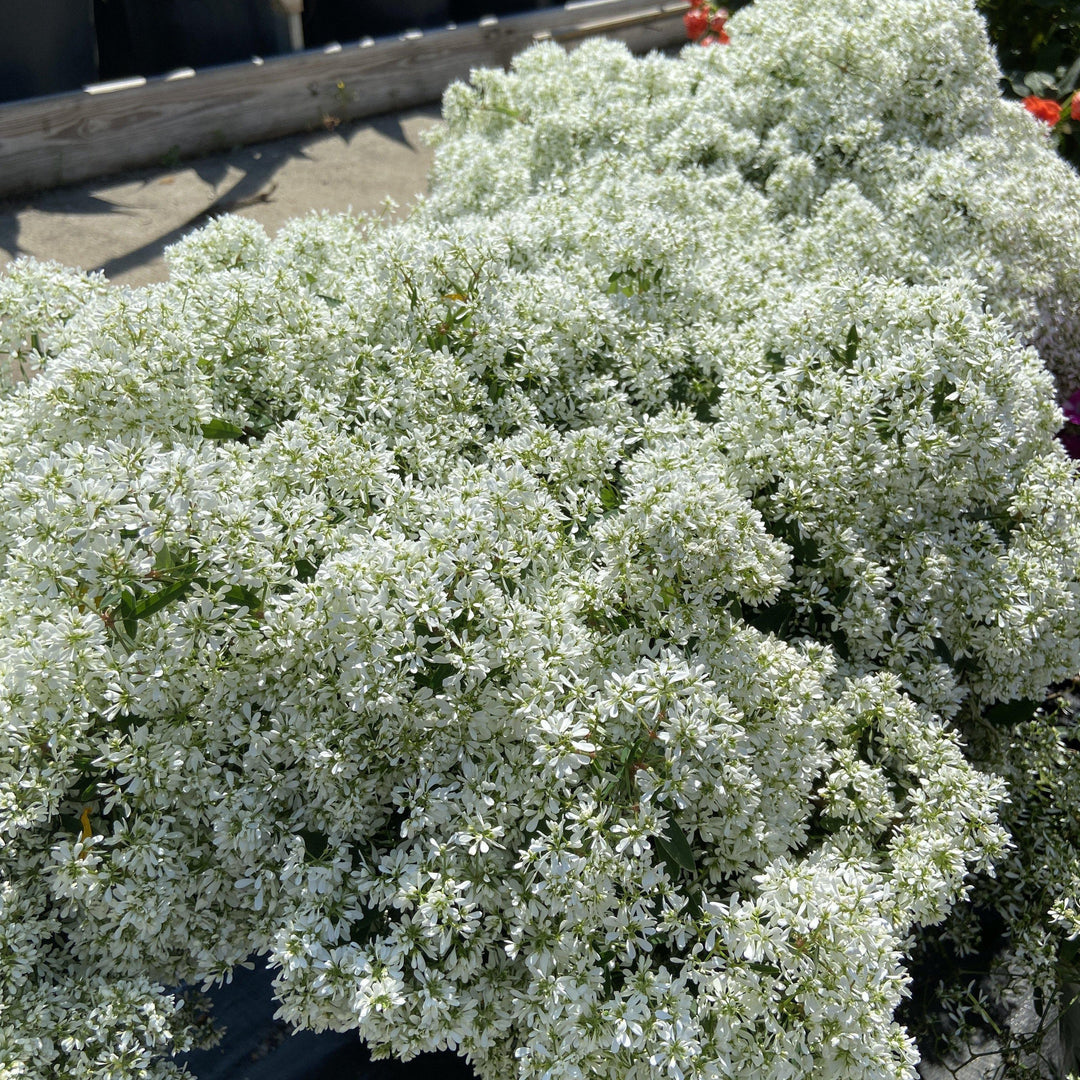 Euphorbia hybrid 'IInchadiacl' ~ Diamond Snow® Euphorbia - Delivered By ServeScape