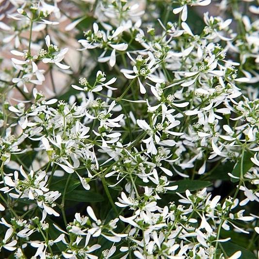 Euphorbia hydrid 'Inneuphdia' PP 17,567 ~ Diamond Frost® Euphorbia