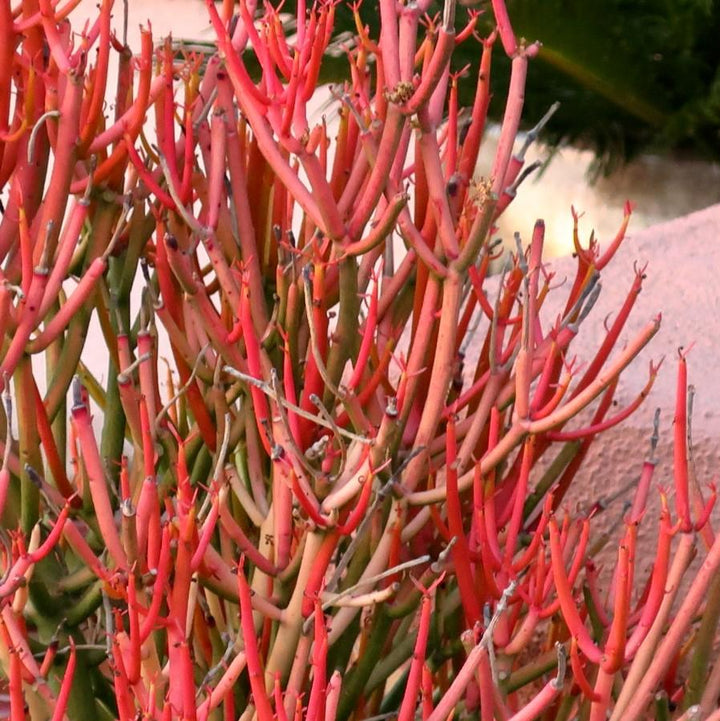 Euphorbia tirucalli 'Sticks on Fire' ~ Red Pencil Tree-ServeScape
